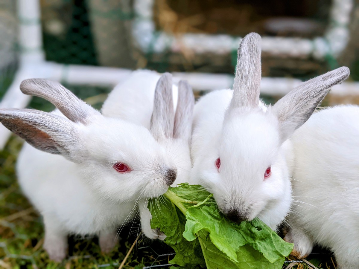 Buying pasture-raised meat rabbits